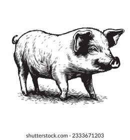 Pig. Hand-drawn engraving style illustrations.