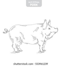 Pig hand-drawn vector illustration.