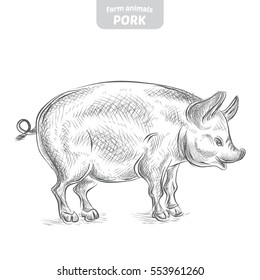 Pig hand-drawn vector illustration.