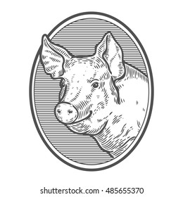 Pig head. Hand drawn sketch in a graphic style. Vintage vector engraving illustration with ribbon for poster, web. Isolated on white background