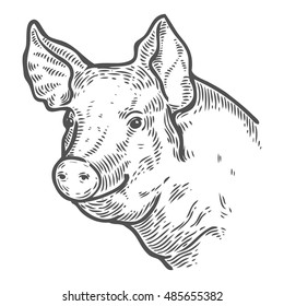 Pig head. Hand drawn sketch in a graphic style. Vintage vector engraving illustration with ribbon for poster, web. Isolated on white background