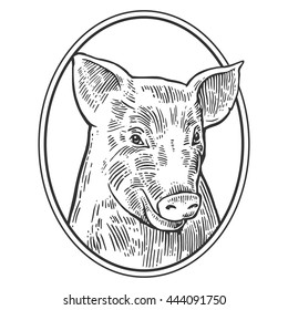 Pig head isolated on white background. Vector black vintage engraving illustration for menu, web and label. Hand drawn in a graphic style.