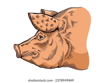 Pig head line art sketch engraving color vector hand drawn illustration. T-shirt apparel print design. Scratch board imitation. Black and white hand drawn image.