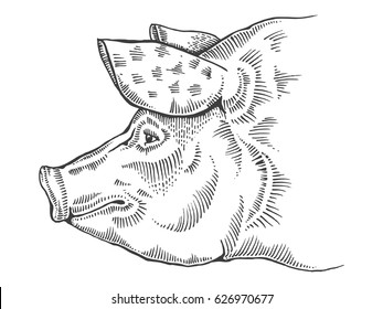 Pig head line art sketch engraving vector illustration. T-shirt apparel print design. Scratch board imitation. Black and white hand drawn image.