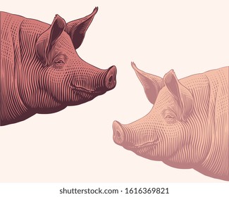 Pig head in profile. Design set. Art detailed editable illustration. Vector vintage engraving. Isolated on light background.