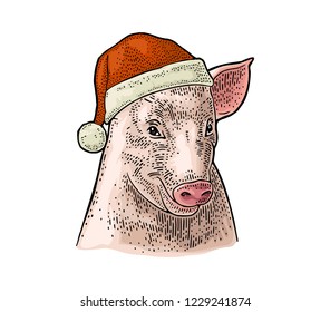 Pig head in Santa Claus hat. Vector color vintage engraving illustration isolated on white background. For greeting card, poster, web, banner New Year 2019