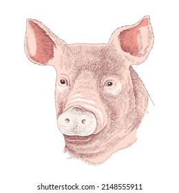 Pig head. Vector vintage engraving.