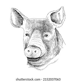 Pig head. Vector vintage engraving.