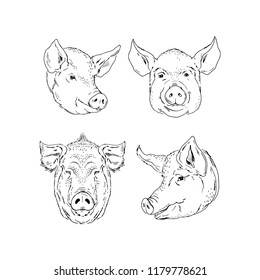 pig heads sketch