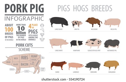 Pig and hog  breed infographic template. Flat design. Vector illustration