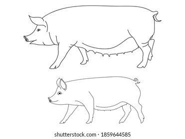 Pig or hog with piglet. Outline silhouette. Pork, farm animal symbol. Hand drawn sketch. Vector illustration.