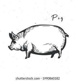 Pig icon. Hog vintage sketch isolated on white background. The farm animal designed for emblems, badges, posters. Vector illustration