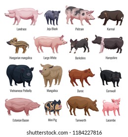 Pig icons set with mini pig and Hampshire breeds flat isolated vector illustration