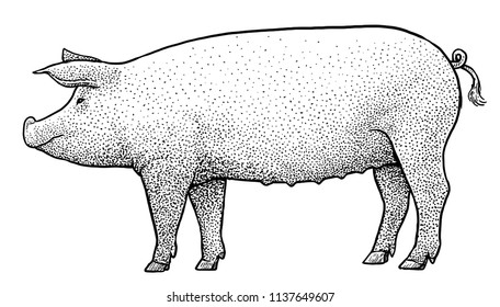 Pig illustration, drawing, engraving, ink, line art, vector