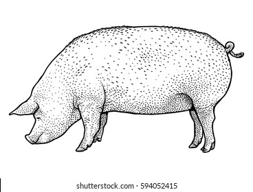 Pig illustration, drawing, engraving, ink, line art, vector