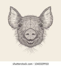 Pig Illustration, hand drawn design.