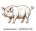 Pig illustration. Hand drawn engraving style illustrations