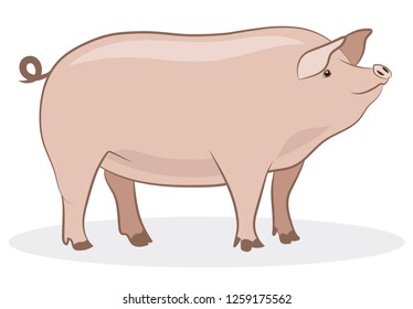 Pig isolated on white background. Vector illustration.