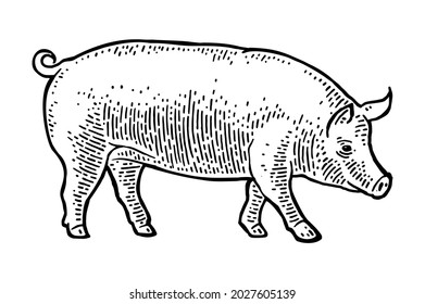 Pig isolated on white background. Vector black vintage engraving illustration. Hand drawn in a graphic style.