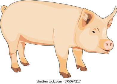 Schwein einzeln auf Weiß. Vektorgrafik