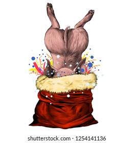 pig jumped headfirst into a bag of gifts and sticks out only pop, sketch vector graphic color illustration on white background