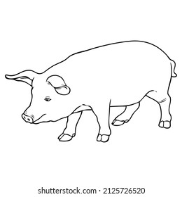pig line vector illustration,isolated on white background,top view