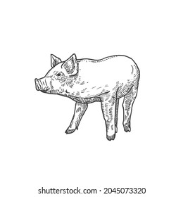 Pig or Little Piggie Hand Drawn Vector Illustration. Abstract Domestic Animal Sketch. Engraving Style Drawing. Isolated.