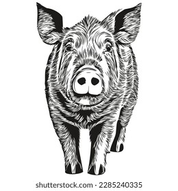 Pig logo, black and white illustration hand drawing hog
