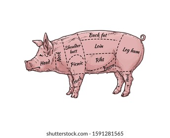 Pig meat body part guide for butcher shop - hand drawn pink farm animal with named pork cut parts. Loin, bacon, ribs and other sections - flat isolated vector illustration.