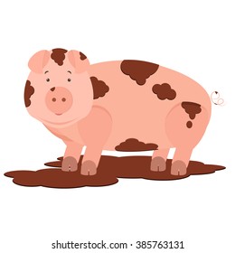Pig in mud. Cute pig dirty in mud. Isolated. White background.