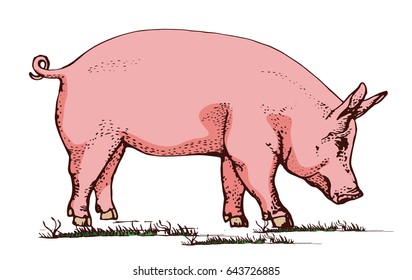 pig on the green grass ,vector illustration