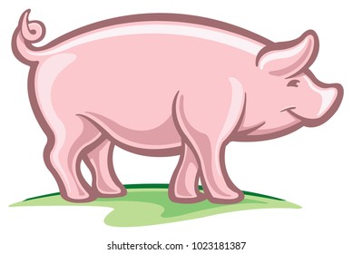 Pig on white background