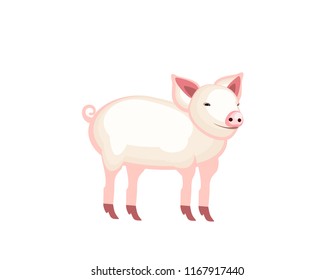 Pig on white background