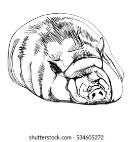 Pig on a white background in the graphic drawing style. Hand made