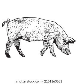 Pig outline icon. Hand drawn sketch of a pig. Vector black ink drawing farm animal, outline silhouette isolated on white background.
