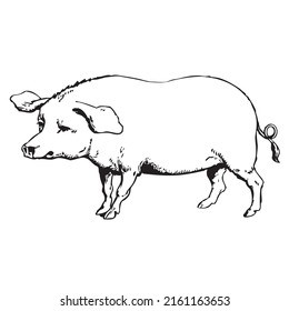 Pig outline icon. Hand drawn sketch of a pig. Vector black ink drawing farm animal, outline silhouette isolated on white background.