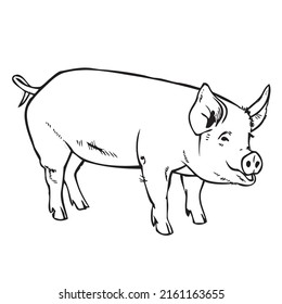 Pig outline icon. Hand drawn sketch of a pig. Vector black ink drawing farm animal, outline silhouette isolated on white background.