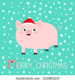 Pig piglet. Hog swine sow animal. Cute cartoon funny baby character. Merry Christmas. Santa hat. Chinise symbol of 2019 new year. Zodiac sign. Flat design. White background. Snow flake. Vector