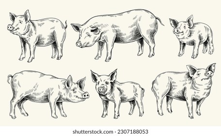 Pig and piglet set. Farm, village and pet stickers in hand drawn style. Animal for agriculture sketch. Mammals, pork, meat concept. Black and white flat vector collection isolated on white background