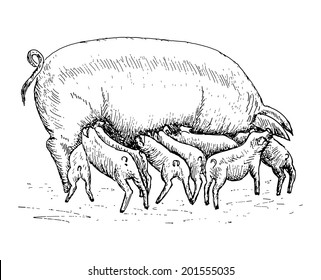 pig with piglets. set of vector sketches