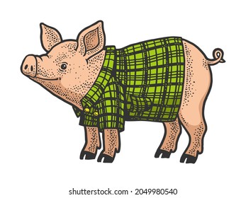 Pig in plaid shirt color sketch engraving vector illustration. T-shirt apparel print design. Scratch board imitation. Black and white hand drawn image.