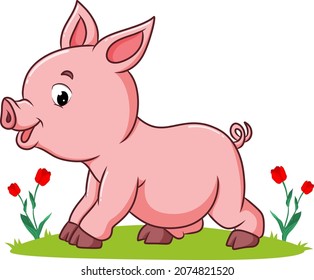 The pig is playing the garden of illustration