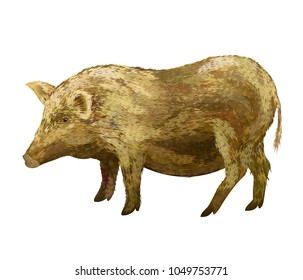 Pig. Realistic hand drawn vector illustration isolated on white background.