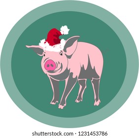 Pig in Santa hat