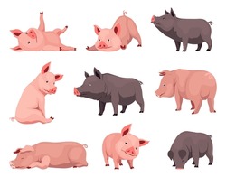 Pig Set Flat Cartoon Isolated On White Background. Black And Pink Pigs Vector Illustration