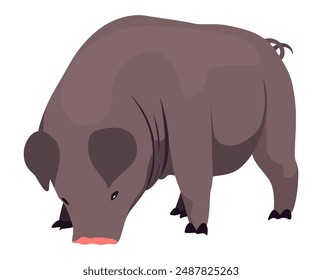 Pig set flat cartoon isolated on white background. Black pig vector illustration