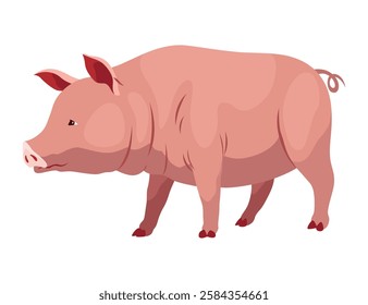 Pig set flat cartoon isolated on white background. Pink pig vector illustration