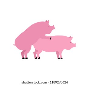 Pig sex. Piggy intercourse. Pigs isolated. Farm Animal reproduction