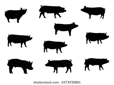 Pig silhouette set, vector illustration of icons. Quality black and white vector silhouette of a pig. Pork outline, shadow shape.