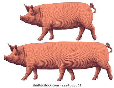 Pig and six-legged pig. Editable hand drawn illustration. Vector vintage engraving. Isolated on white background. 8 eps